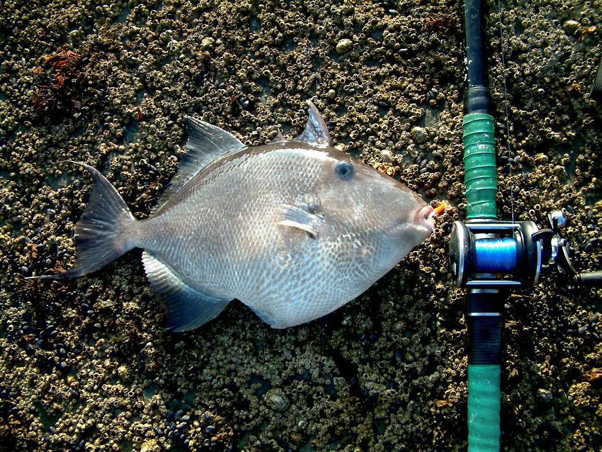 triggerfish Ireland