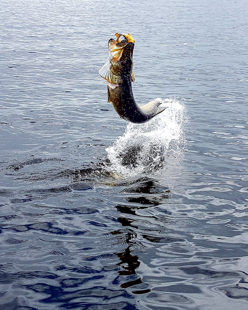 tail walking pike