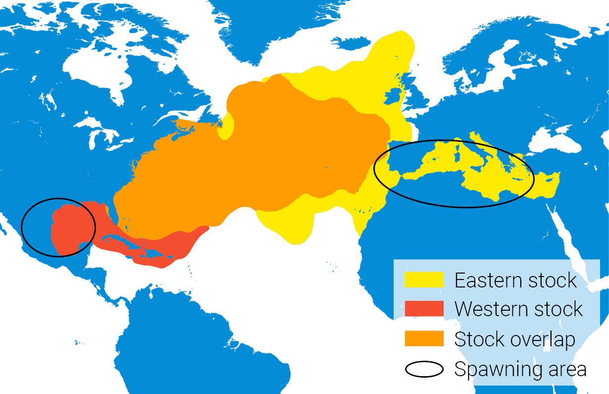 Bluefin tuna distribution 