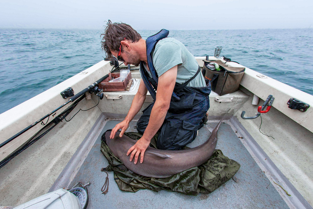 tagging sharks