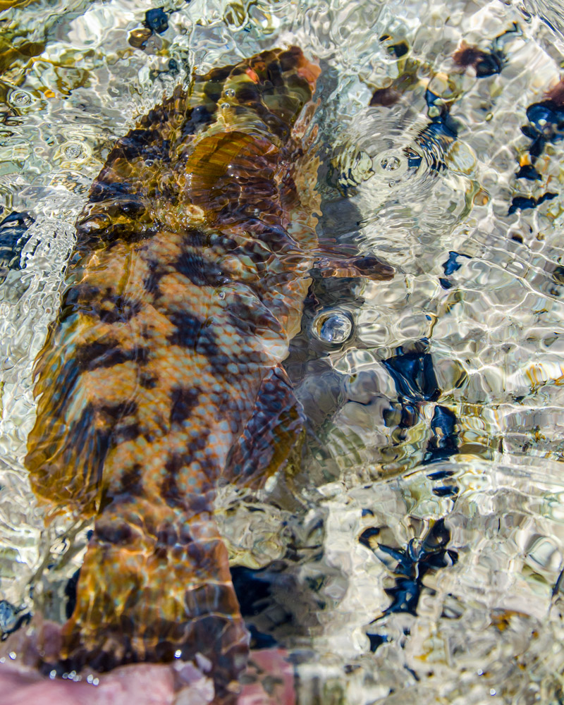 Treble hooks - I can see no reason NOT to crush the barbs on them — Henry  Gilbey