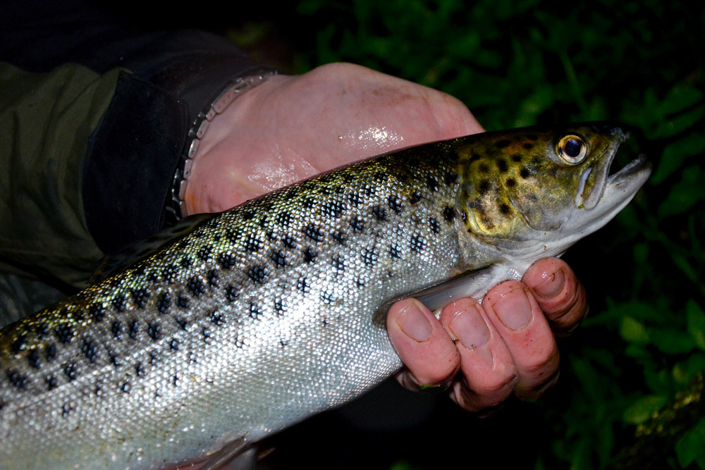 Sea Trout Fishing Ireland 