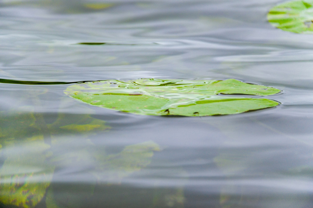 lily pads