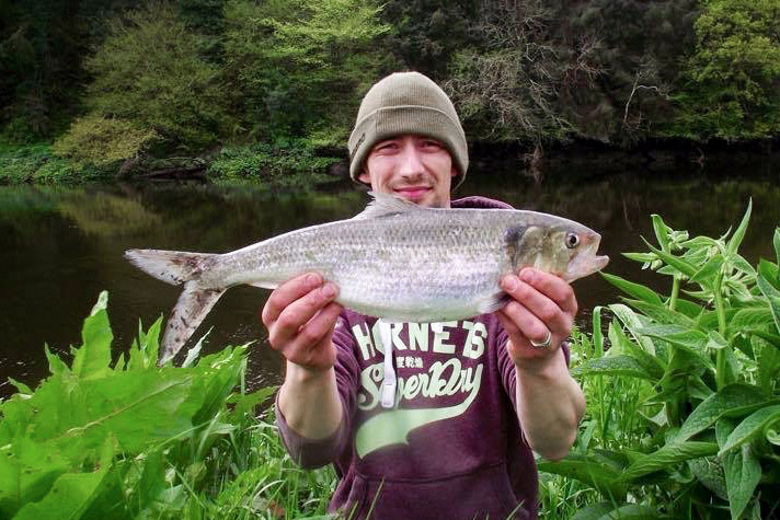 Irish Shad, specimen shad, twaite shad, Terrys Travels